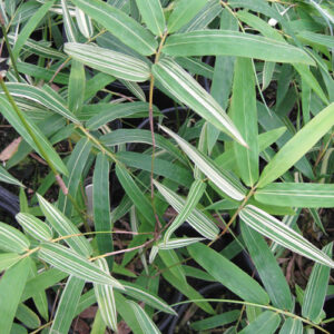 Silverstripe Bamboo (Bambusa multiplex cv Silverstripe) Image