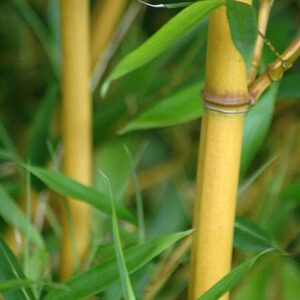 Golden Goddess Bamboo (Bambusa multiplex cv Golden Goddess) Image