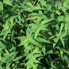 Willowy Bamboo (Bambusa multiplex cv Willowy) Image