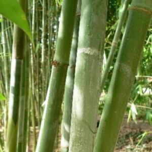 Green Ghost Bamboo (Bambusa Dendrocalamus minor) Image