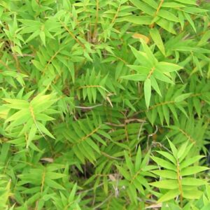 Stripestem Fernleaf Bamboo (Bambusa multiplex cv Stripestem fernleaf) Image