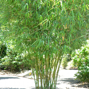 Malay Dwarf Green (Bambusa heterostachya) Image